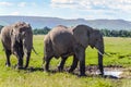 Pair of African elephant