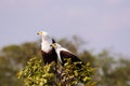 A pair of African Fish Eagles at the top of a tree