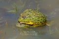 Mating African giant bullfrogs