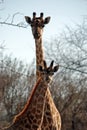 Pair of African Giraffe In Savannah Royalty Free Stock Photo