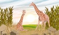 A pair of African giraffes in a thicket of tall grass. Savannah.