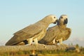 A pair of African Grays parrots sit on a branch Royalty Free Stock Photo