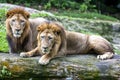 A pair of African lions relax at the Singapore Zoo in Singapore.