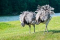 Pair of African ostriches walking Royalty Free Stock Photo