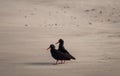 African oystercatchers on the sand on the Oystercatcher Trail, Boggamsbaii near Mossel Bay on the Garden Route, South Africa.