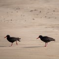 African oystercatchers on the sand on the Oystercatcher Trail, Boggamsbaii near Mossel Bay on the Garden Route, South Africa.