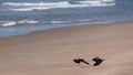 African oystercatchers on the sand on the Oystercatcher Trail, Boggamsbaii near Mossel Bay on the Garden Route, South Africa.