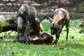 A pair of African Painted Dogs gnawing at a dead carcass of an animal they preyed on