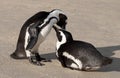 Pair of African penguins interacting with each other on the sand at Boulders Beach in Cape Town, South Africa. Royalty Free Stock Photo