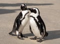 Pair of African penguins interacting with each other on the sand at Boulders Beach in Cape Town, South Africa. Royalty Free Stock Photo