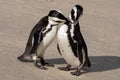 Pair of African penguins interacting on the sand at Boulders Beach in Cape Town, South Africa. Royalty Free Stock Photo
