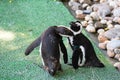 Pair of African Penguins or Jackass Penguins in a loving moment