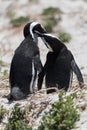 A pair of African penguins in love caring for each other on beach i