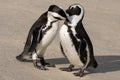 Pair of African penguins on the sand at Boulders Beach in Cape Town, South Africa. Royalty Free Stock Photo