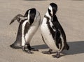 Pair of African penguins on the sand at Boulders Beach in Cape Town, South Africa. Royalty Free Stock Photo