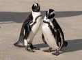 Pair of African penguins on the sand at Boulders Beach in Cape Town, South Africa. Royalty Free Stock Photo