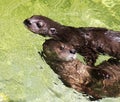 A Pair of African Spotted Necked Otters
