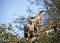 Pair of African White-backed Vultures (Gyps africanus) resting in a tree in the African savannah of South Africa Royalty Free Stock Photo