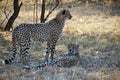 Pair of African Wild Cheetah Royalty Free Stock Photo