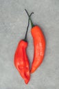 Pair of aji amarillo hot chili peppers on stone background