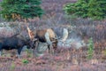 Pair of Alaska Yukon Bull Moose Fighting in Autumn in Alaska Royalty Free Stock Photo