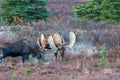 Pair of Alaska Yukon Bull Moose Fighting in Autumn Royalty Free Stock Photo