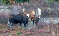 Pair of Alaska Yukon Bull Moose Fighting in Autumn in Alaska Royalty Free Stock Photo