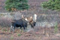 Alaska Yukon Bull Moose Fighting Royalty Free Stock Photo