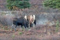 Alaska Yukon Bull Moose Fighting in Autumn Royalty Free Stock Photo