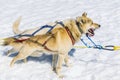 A pair of Alaskan Huskies keen for a run out on the Denver glacier close to Skagway, Alaska Royalty Free Stock Photo