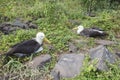 Pair of albatrosses Royalty Free Stock Photo