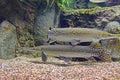 A pair of alligator gars swimming in opposite direction Royalty Free Stock Photo