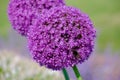 Pair of Allium blooms