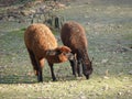 Pair of alpacas