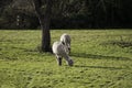 A pair of Alpacas grazing on grass in green field next to tree