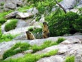 Pair of alpine marmot (Marmota marmota)