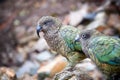 Pair of alpine parrot, Kea, Nestor notabilis, protected olive-green parrot with scarlet underwings. Endemic to New Zealand. Side