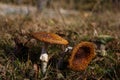 A pair of amanita muscaria, commonly known as the fly agaric or fly amanita muscarine fly agarics, withered in a forest