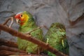 Pair of Amazon Parrots