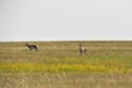 Pair of American Antelope on the Plains