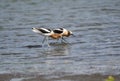 Pair of American Avocet Recurvirostra americana foraging along Lake Chapala Royalty Free Stock Photo