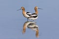 Pair of American Avocets and reflection in a shallow lake - Nevada