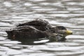 Pair of American Black Duck, Anas rubripes with snow Royalty Free Stock Photo