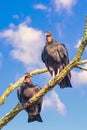 A pair of the American Black Vultures in Bombay Hook National Wildlife Refuge.Delaware.USA Royalty Free Stock Photo