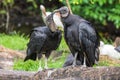 American black vultures Coragyps atratus - Florida, USA Royalty Free Stock Photo