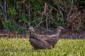 A pair of the American Black Vultures in Flamingo Campground.Everglades National Park.Florida.USA Royalty Free Stock Photo