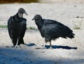 A Pair of American Black Vultures Royalty Free Stock Photo