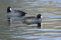 Pair of American Coots Resting on the Still Water