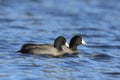 A Pair of American Coots swimming blue water in winter