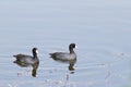 Pair of American Coots Swimming